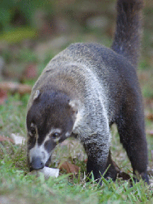 The coati is a member of the raccoon family, however it is active during the day. It is a social animal and feeds on almost anything: fruit, insects, mice and lizards.