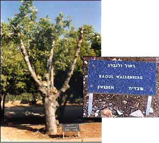 Honoring Raoul Wallenberg at Yad-Vashem in Israel.