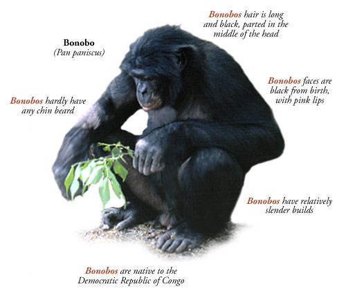 All about the Bonobo<br>Photo from greatapetrust.org