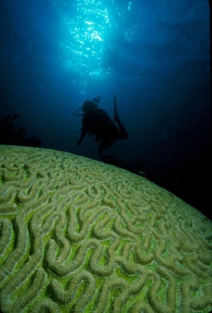 Brain Coral (Richard Murphy)