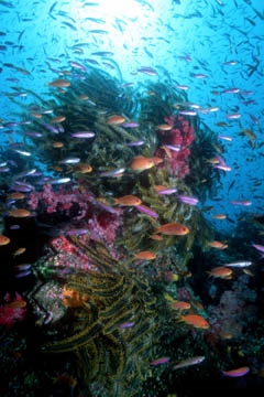 I see the coral reef as the most inspirational place to learn from nature. I have written a book called, <i>Coral Reefs - Cities Under the Sea</i>, that explores how the reef functions like a city and offers guidance for us in how to live more gently on the planet.  This is the cover photo from that book. (Richard Murphy)