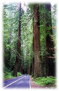 Redwoods near Arcata, California