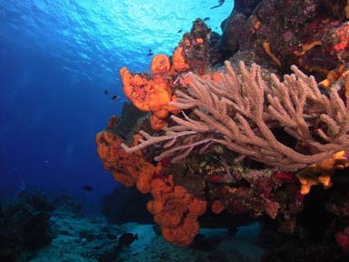 Coral and sponges<br>Photo courtesy of Jim Dean