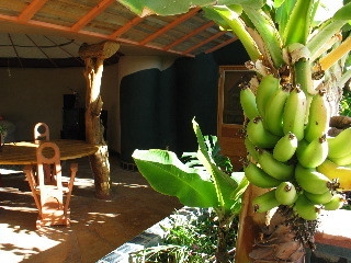Year round banana crop inside Earthship (earthship.org)