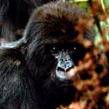 This is one of the mountain gorillas in Rawanda. 