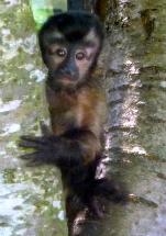 Capuchin Monkey from Monkey Jungle (Hadac.org)