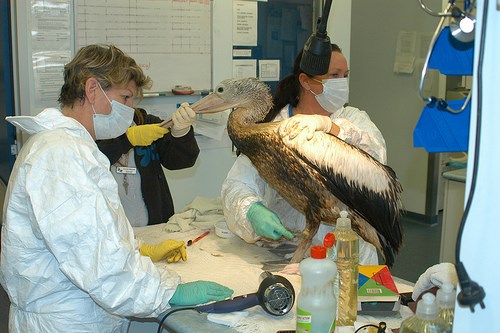 Trabajadores están desaceitando un ave marina (http://www.flickr.com/photos/dougbeckers/)