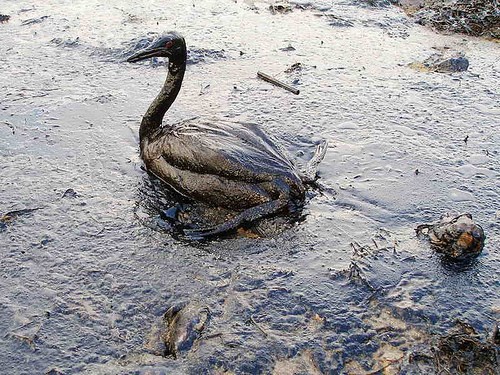 Picture of Equipo de limpieza del derrame de petróleo en el Golfo de México (español)