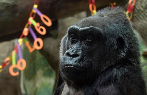 Colo, the nation's oldest living gorilla, sits inside of her enclosure during her 60th birthday party at the Columbus Zoo and Aquarium, Thursday, Dec. 22, 2016 in Columbus, Ohio. Colo was the first gorilla in the world born in a zoo and has surpassed the usual life expectancy of captive gorillas by two decades. Her longevity is putting a spotlight on the medical care, nutrition and up-to-date therapeutic techniques that are helping lengthen zoo animals' lives. (AP Photo/Ty Wright)