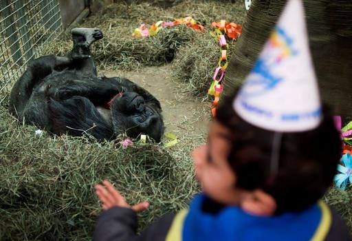 A young boy wearing a birthday hat looks through the glass at Colo, the nation's oldest living gorilla, during her 60th birthday party at the Columbus Zoo and Aquarium, Thursday, Dec. 22, 2016 in Columbus, Ohio. Colo was the first gorilla in the world born in a zoo and has surpassed the usual life expectancy of captive gorillas by two decades. Her longevity is putting a spotlight on the medical care, nutrition and up-to-date therapeutic techniques that are helping lengthen zoo animals' lives. (AP Photo/Ty Wright)