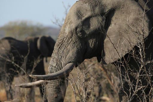 In this file photo taken Friday, Sept. 30, 2016, an elephant walks through the bush at the Southern African Wildlife College on the edge of Kruger National Park in South Africa. The Chinese government said in a statement released on Friday Dec. 30, 2016, it will shut down its official ivory trade at the end of 2017 in a move designed to curb the mass slaughter of African elephants.(AP Photo/Denis Farrell, FILE)