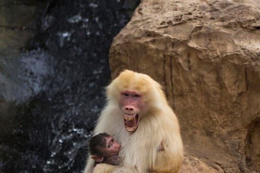 In this Wednesday, Sept. 29, 2015 file photo, Sahara, a rare red-haired female Hamadryas Baboon holds 3 weeks old dark-furred baby in the Ramat Gan Safari Park near Tel Aviv, Israel. A new study in France shows that baboons can make human-like vowel sounds, and its authors say the discovery could help scientists better understand the evolution of human speech. The study was published in the journal Plos One on Wednesday Jan. 11, 2017 by a team of scientists. (AP Photo/Ariel Schalit, File)
