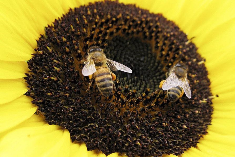 Bees land on a sunflower to gather pollen in Encinitas, California in this file photo from June 23, 2009. (Mike Blake/Reuteres/File)