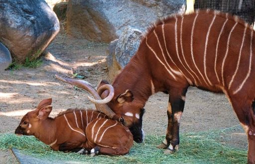 A male, Eastern bongo calf is gently pushed off a matt of fresh grass in his enclosure on the day of his debut at the Los Angeles Zoo on Thursday, Feb. 23, 2107. The unnamed male a type of antelope found in Kenya, was born at the zoo on Jan. 20. It spent time bonding with its mother behind the scenes before being introduced to the public on Thursday. (AP Photo/Richard Vogel)