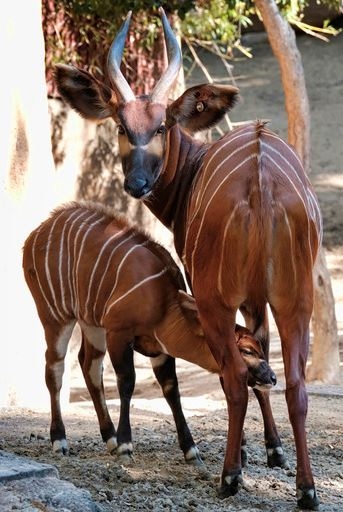 A male, Eastern bongo calf feeds from his mother on the day of his debut at the Los Angeles Zoo on Thursday, Feb. 23, 2107. The unnamed male a type of antelope found in Kenya, was born at the zoo on Jan. 20. It spent time bonding with its mother behind the scenes before being introduced to the public on Thursday. (AP Photo/Richard Vogel)