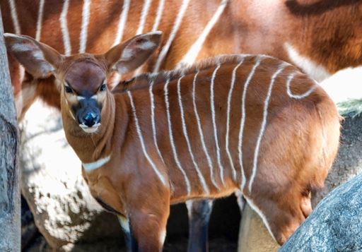 A male, Eastern bongo calf mingles in his enclosure on the day of his debut at the Los Angeles Zoo on Thursday, Feb. 23, 2107. The unnamed male a type of antelope found in Kenya, was born at the zoo on Jan. 20. It spent time bonding with its mother behind the scenes before being introduced to the public on Thursday. (AP Photo/Richard Vogel)