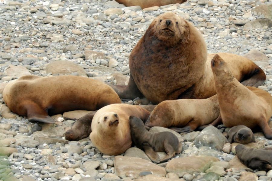 A harem of Steller sea lions surround one large male and their pups on Gillon Point at Agattu Island, Alaska, in 2016. NOAA Fisheries scientists are crowdsourcing volunteers to review thousands of photos to determine whether they show any sea lions. (Katie Sweeney/NOAA Fisheries/AP/file)