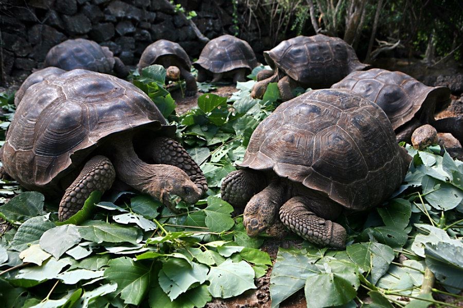 Galápagos giant tortoises of the Charles Darwin Research Station eat their greens in 2009. (Melanie Stetson Freeman/The Christian Science Monitor/File)