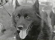 <a href=http://www.pbs.org/wnet/nature/sleddogs/balto.html>Balto the Sled Dog</a>
