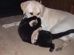 This cat and dog are wrestling. (http://pets.webshots.com/photo/1339494431069343546vhrNNq)