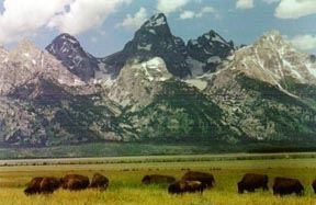 Picture of The Buffalo