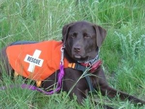 Un perro del equipo de rescate acostado en el pasto. (changebydoing.files.wordpress.com/2009/08/res...)