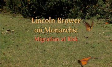 Picture of Lincoln Brower on Monarchs: Migration at Risk