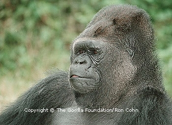 Koko the gorilla<br> (http://www.koko.org/world/pics_g1.html)