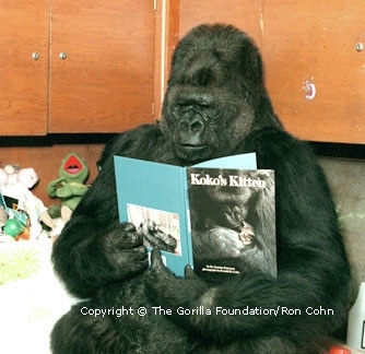 Koko can even read! <br>(http://www.koko.org/world/pics_g1.html)