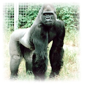 This is Koko's mate, Ndume. <br>(http://www.koko.org/world/ndume.html)