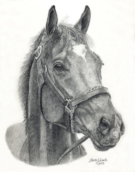 This is a drawing of Barbaro's face. (www.Laurajsmith.com)
