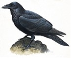 The raven from Poe's poem  (http://static.howstuffworks.com/gif/willow/raven-info0.gif)