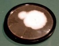 The original penicillin mold. (3fortheroad.blogspot.com)