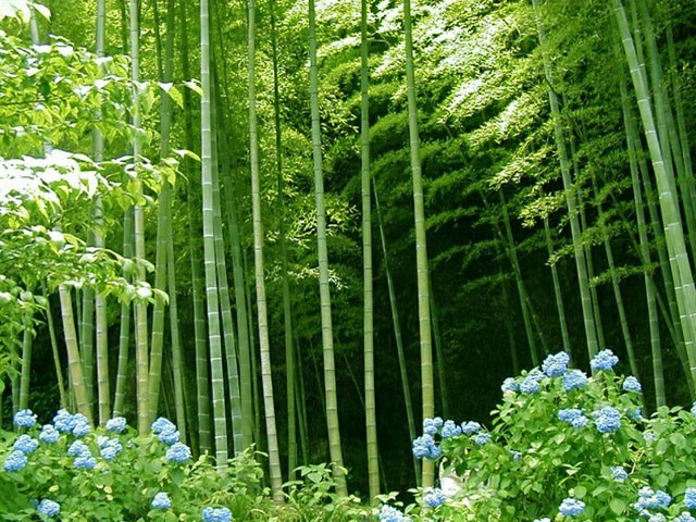 Bamboo forest (Garden of Eadon ())