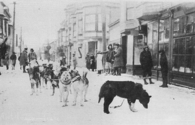 Balto and his sled team arrived at Nome with serum (Mundivaganti)