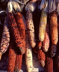 <a href=http://www.stormeffects.com/images/Indian%20Corn.jpg> <b>Indian Corn Varieties</a></b>