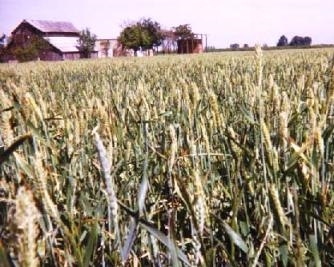 <b>Wheatfields on the plains of Kansas</b>