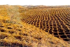 <h5>The area of desertification, which is 2.62 million sq km, or about 27 percent of China’s land territory, has far exceeded the nation’s total of farmland. Today, desertification is expanding at a rate of 2,460 sq km every year. (<i>China Through a Lens</i>)<p></h5>