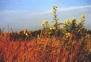 <b><a href=http://www.landinstitute.org/vnews/display.v?TARGET=showImage&article_id=380395a53&image_num=1>A Prairie:</a> A self-sustaining natural ecosystem</b>