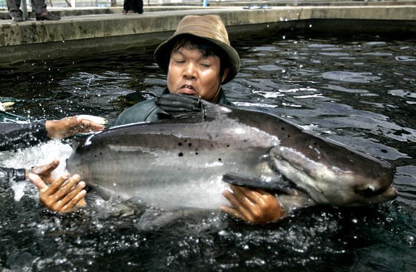 A Thai fishery department official catches a Mekong giant catfish to harvest its eggs, as part of a captive-breeding program at the Inland Aquaculture Research Institute outside Bangkok. Breeding fish in captivity can be an important source of food and jobs. But it can also be environmentally destructive. More sustainable methods are being explored worldwide.  <P>Sukree Sukplan/Reuters/File