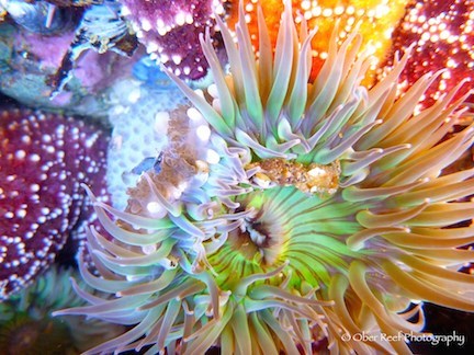 Photo of undersea life by Patsee Ober