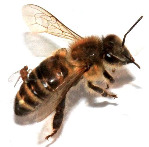 Bee Parasites