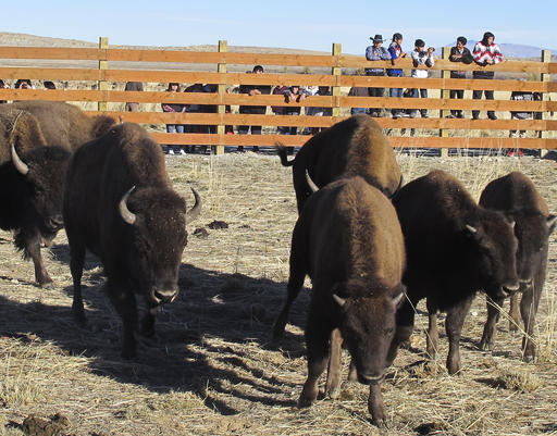 Buffalo await release from a corral south of Pilot Butte, Wyo., in the Wind River Indian Reservation, Wyo., on Thursday, Nov. 3, 2016. The Eastern Shoshone Tribe released 10 buffalo, marking the first time in more than a century that the animals have roamed the area. (AP Photo/Ben Neary)
