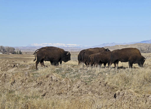 Buffalo explore their new terrain after their release from a corral south of Pilot Butte, on the Wind River Indian Reservation, Wyo., on Thursday, Nov. 3, 2016. The Eastern Shoshone Tribe released 10 buffalo, marking the first time in more than a century that the animals have roamed the area. (AP Photo/Ben Neary)