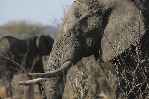 In this file photo taken Friday, Sept. 30, 2016, an elephant walks through the bush at the Southern African Wildlife College on the edge of Kruger National Park in South Africa. The Chinese government said in a statement released on Friday Dec. 30, 2016, it will shut down its official ivory trade at the end of 2017 in a move designed to curb the mass slaughter of African elephants.(AP Photo/Denis Farrell, FILE)