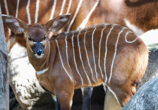 A male, Eastern bongo calf mingles in his enclosure on the day of his debut at the Los Angeles Zoo on Thursday, Feb. 23, 2107. The unnamed male a type of antelope found in Kenya, was born at the zoo on Jan. 20. It spent time bonding with its mother behind the scenes before being introduced to the public on Thursday. (AP Photo/Richard Vogel)
