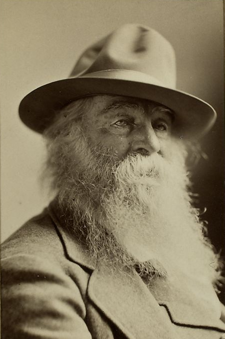 essay walt whitman emily dickinson essay walt whitman emily dickinson