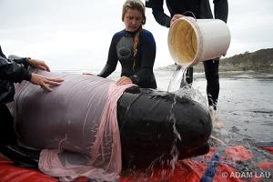  - g8444_u76430_Emily_helping_save_a_beached_whale