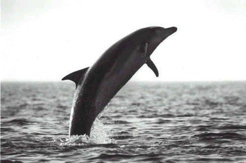 dolphin jumping out of the water (google)