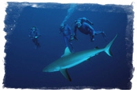 Shark in French Polynesia